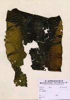 藏品(Laminaria sp.)的圖片